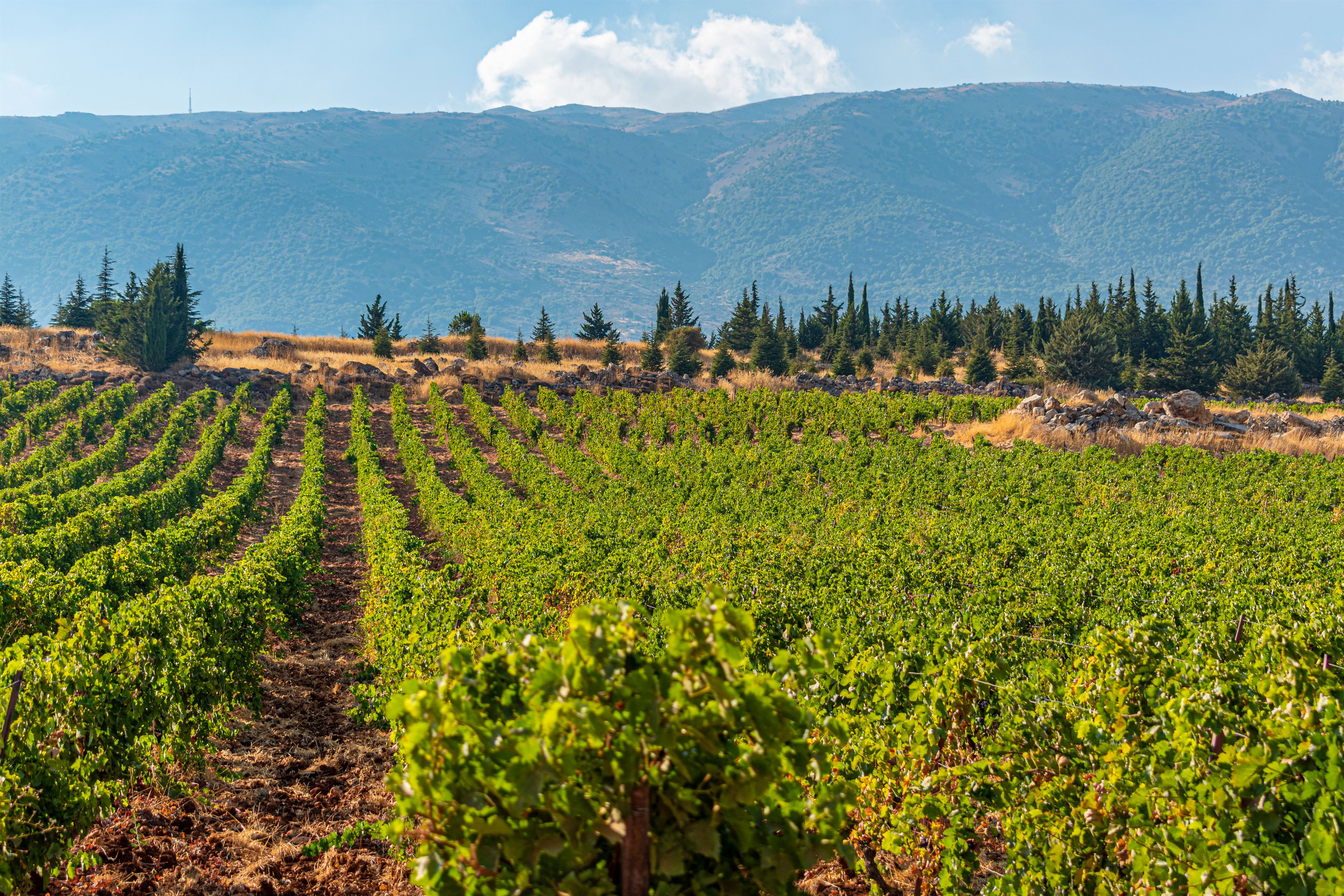 Bekaa Valley