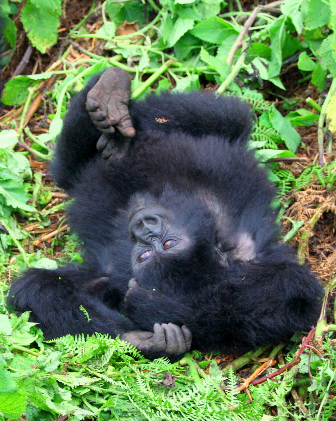 Young Gorilla playing in Rwanda