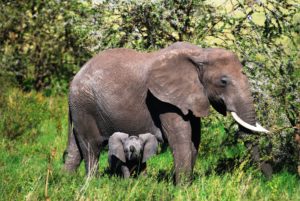 An elephant and her calf