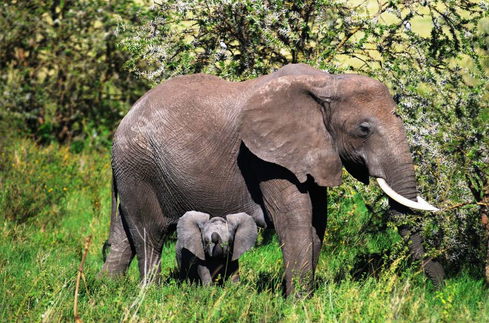 Africa Image