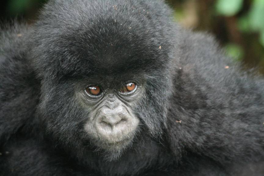 Baby Gorilla