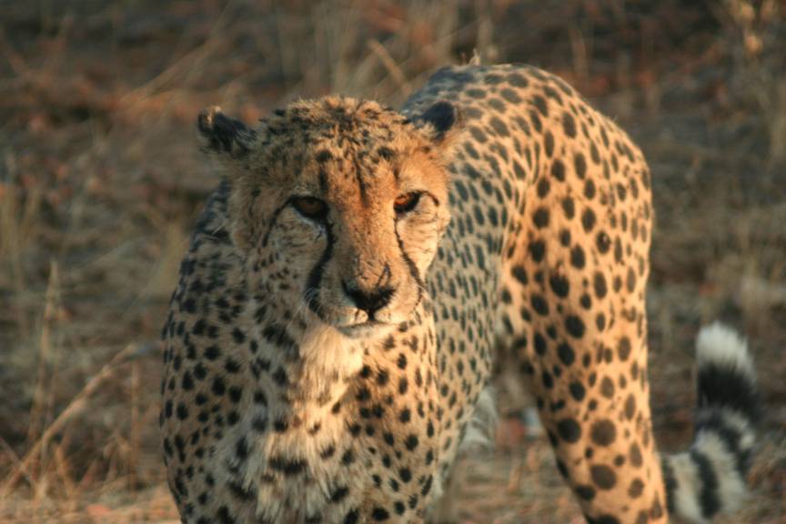 Africa Overland Trucks