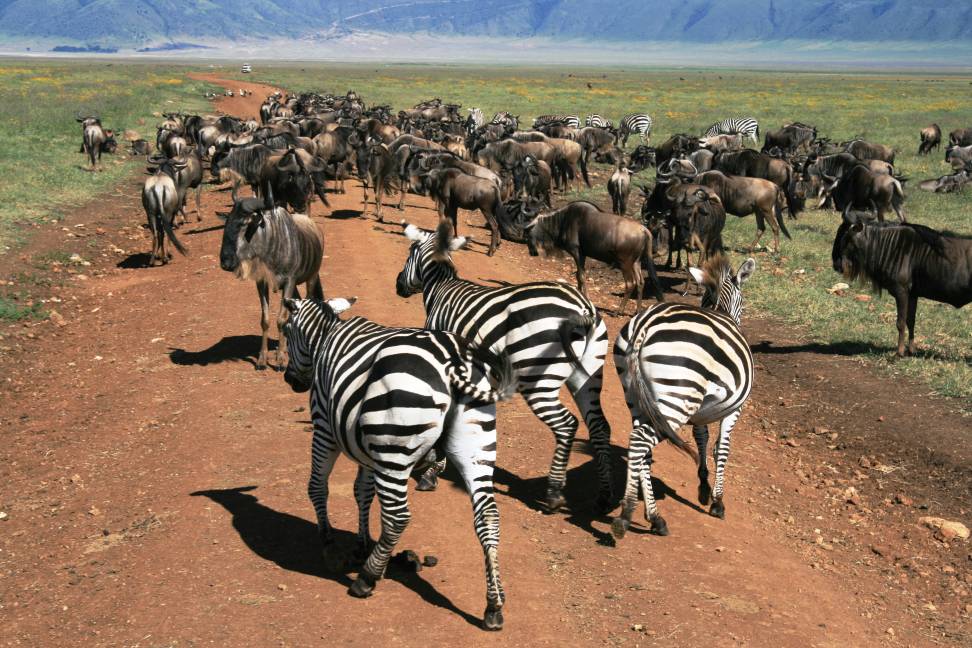 Africa Overland Trucks