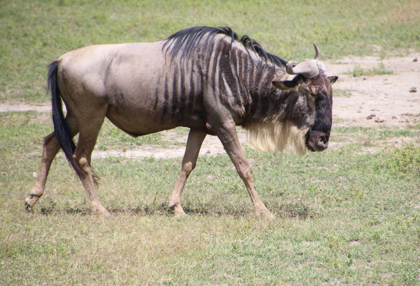 The Greate Wildebeest migration