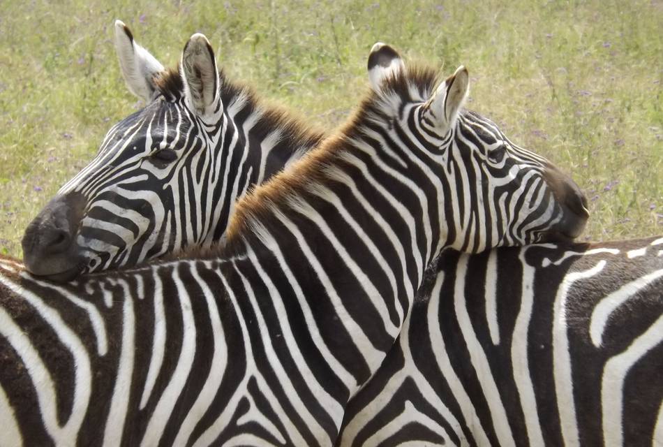 Soft Power Education - Uganda