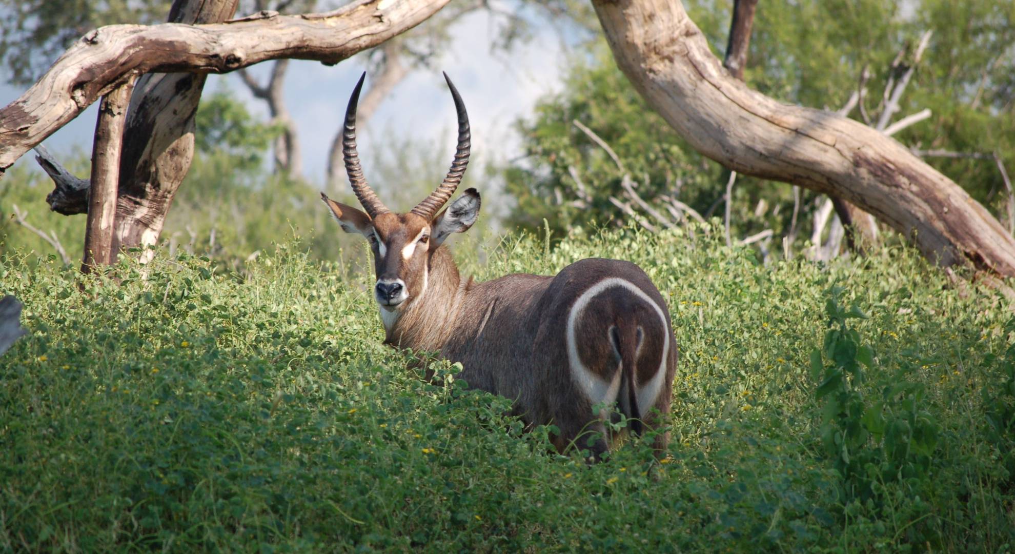 Volunteer - African Wildlife Conservation and Photography Project