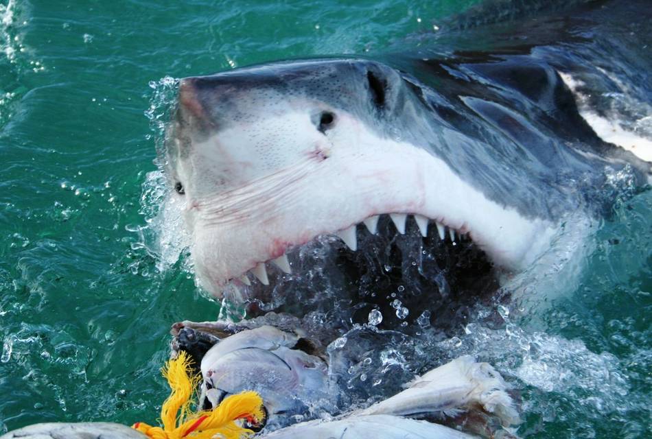 David Sheldrick Wildlife Trust - Kenya