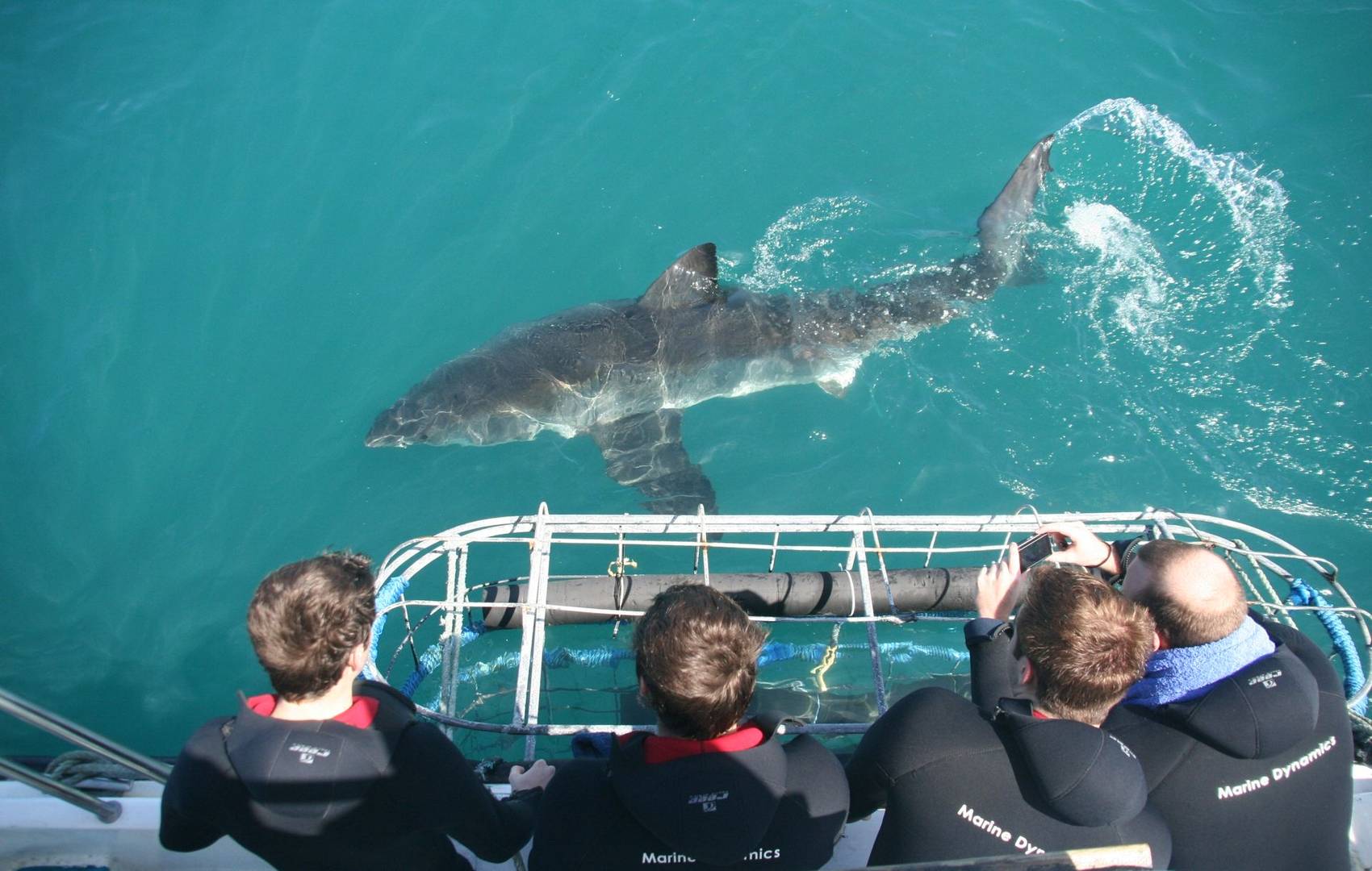 Volunteer - Shark and Marine Life