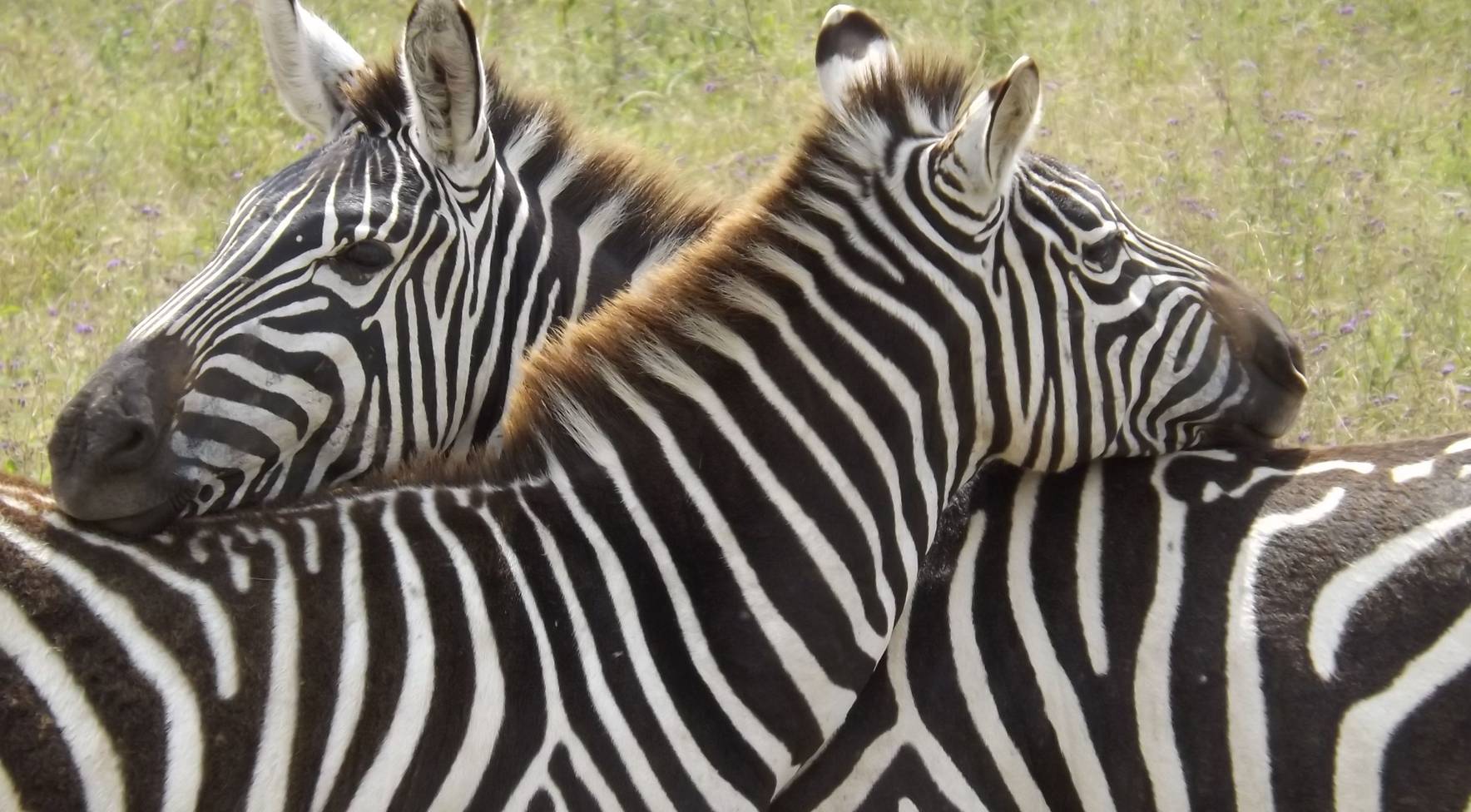 Volunteer - Wildlife Experience